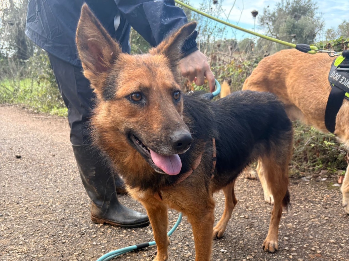 Adozione cane, femmina, Razza sconosciuta Razza sconosciuta, 4 anni e 10 mesi, taglia media, Taranto