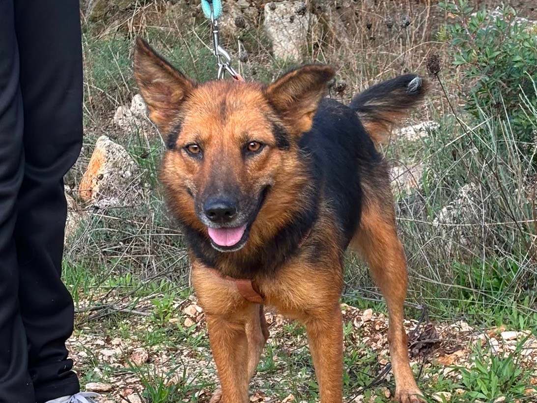 Adotta un cane, femmina, 4 anni e 10 mesi, Taranto