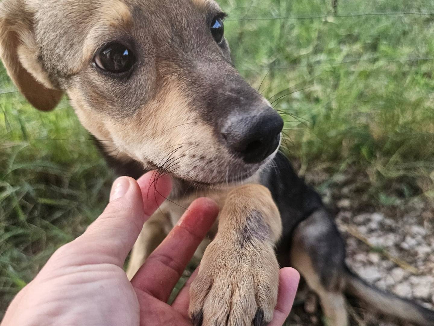 Adotta un cane, femmina, 3 mesi, Frosinone
