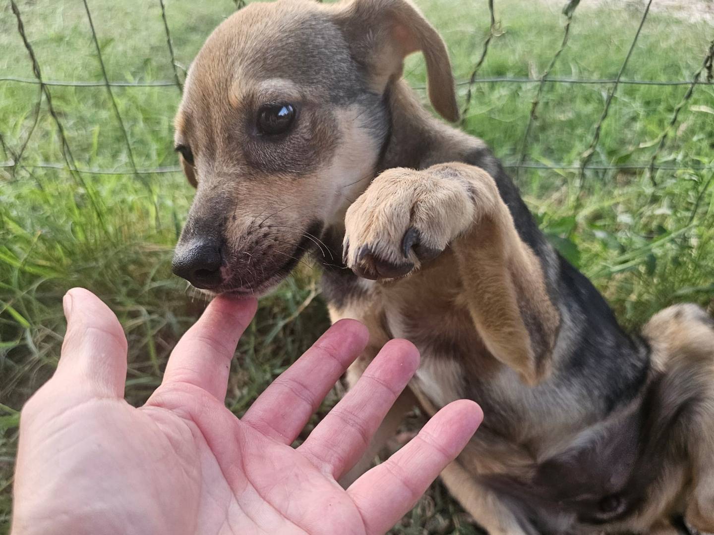 Adotta un cane, taglia media contenuta, femmina, Frosinone