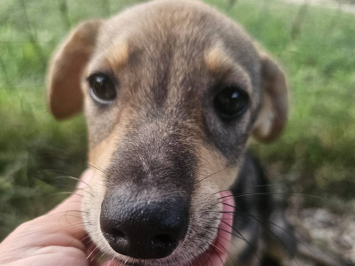 Vuoi adottare un cane a Frosinone?