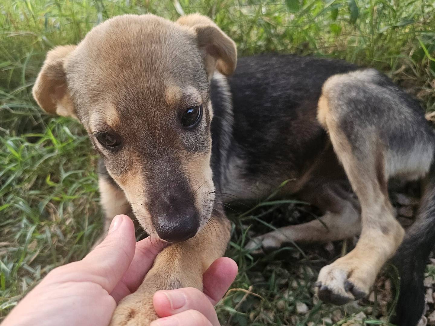 Adotta il cane Agostina a Frosinone