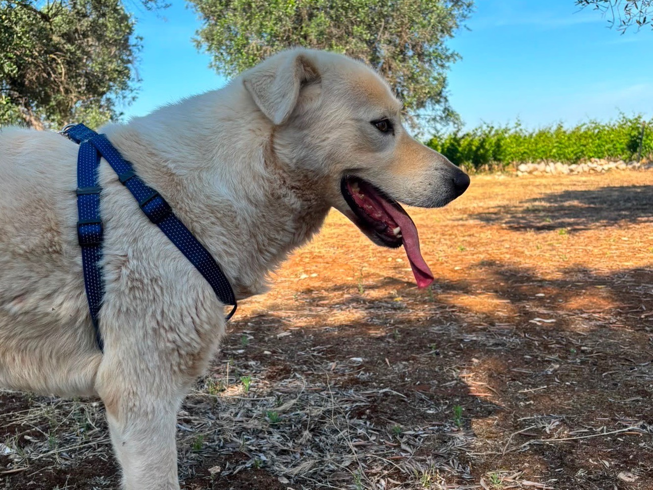 Adotta un cane, maschio, 3 anni, Taranto