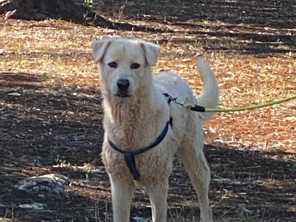 Adotta un cane, taglia grande, maschio, Taranto