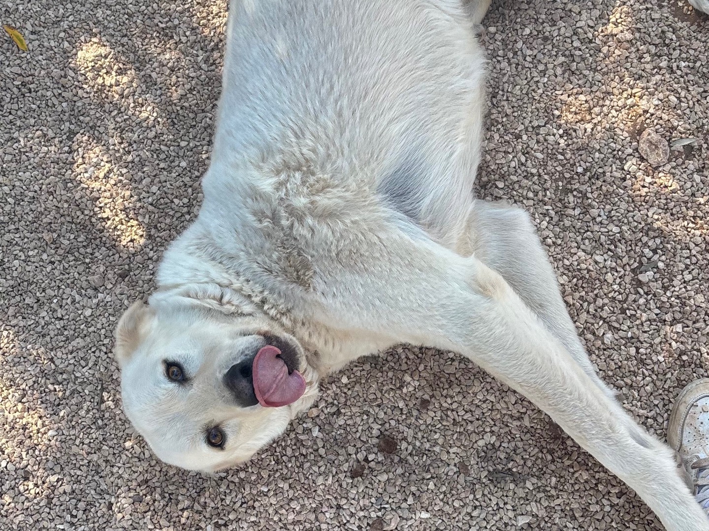 Adozione cane, maschio, Labrador Retriever Razza sconosciuta, 3 anni, taglia grande, Taranto
