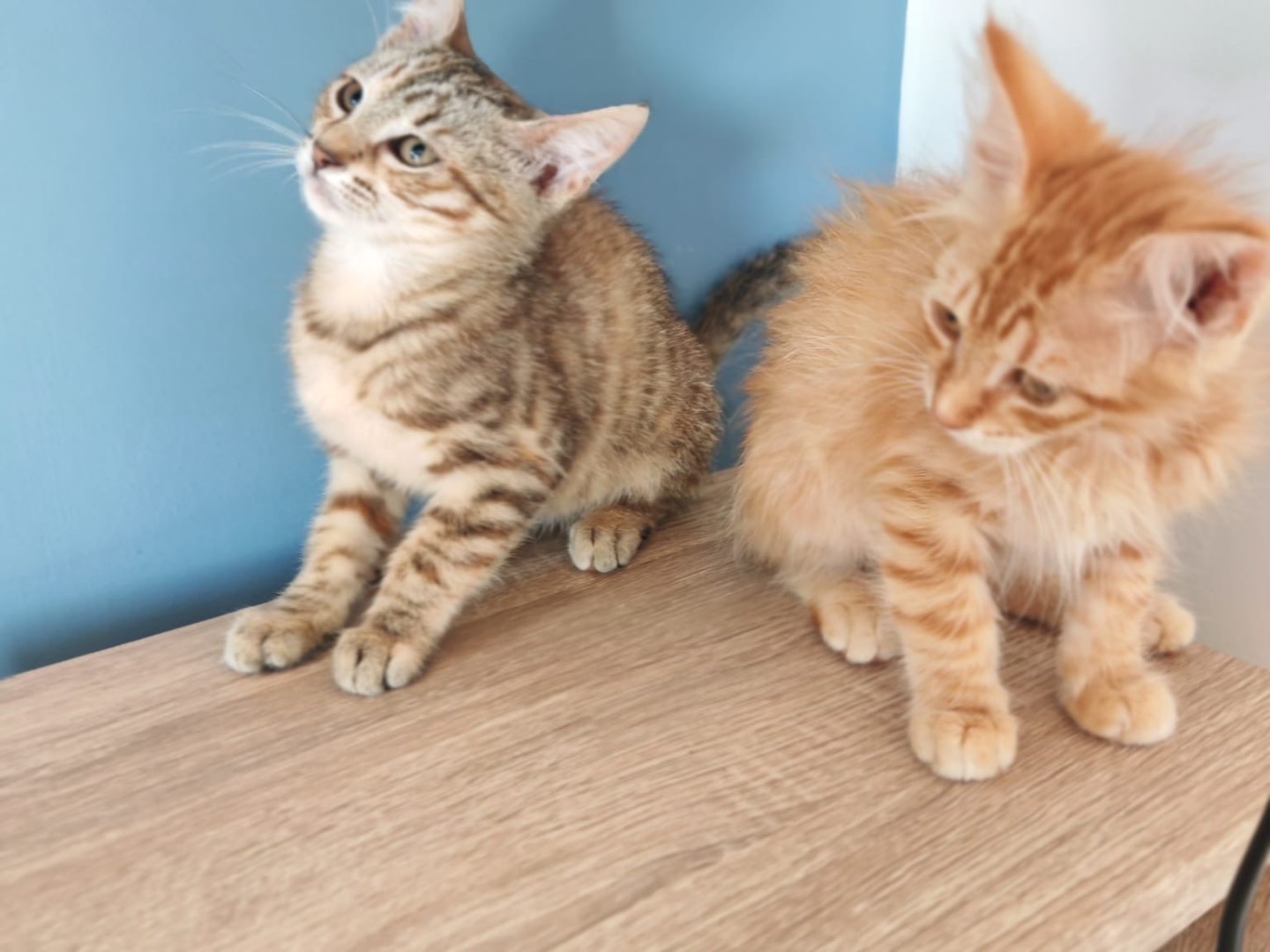 Adozione gatto, femmina, Razza sconosciuta Razza sconosciuta, 4 mesi, taglia non valida, Vibo