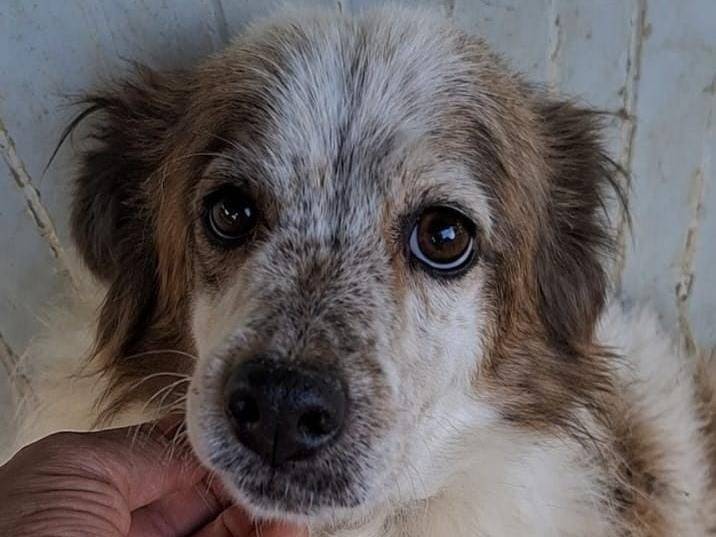Adozione cane, femmina, Razza sconosciuta Razza sconosciuta, 11 anni e 2 mesi, taglia media contenuta, Asti