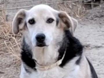 Adotta un cane, femmina, 11 anni e 2 mesi, Asti