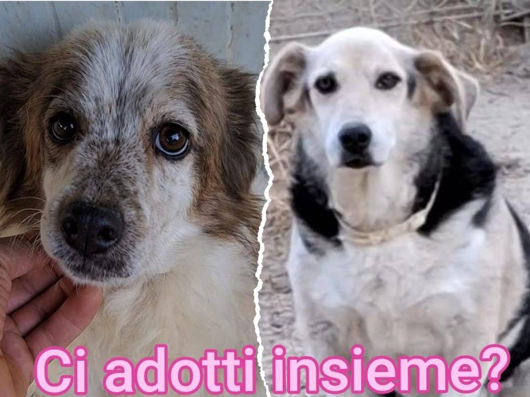 Adotta un cane, taglia media contenuta, femmina, Asti