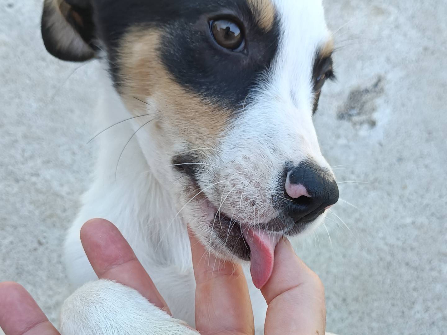 Adozione cane, femmina, Razza sconosciuta Razza sconosciuta, 3 mesi, taglia media contenuta, Potenza