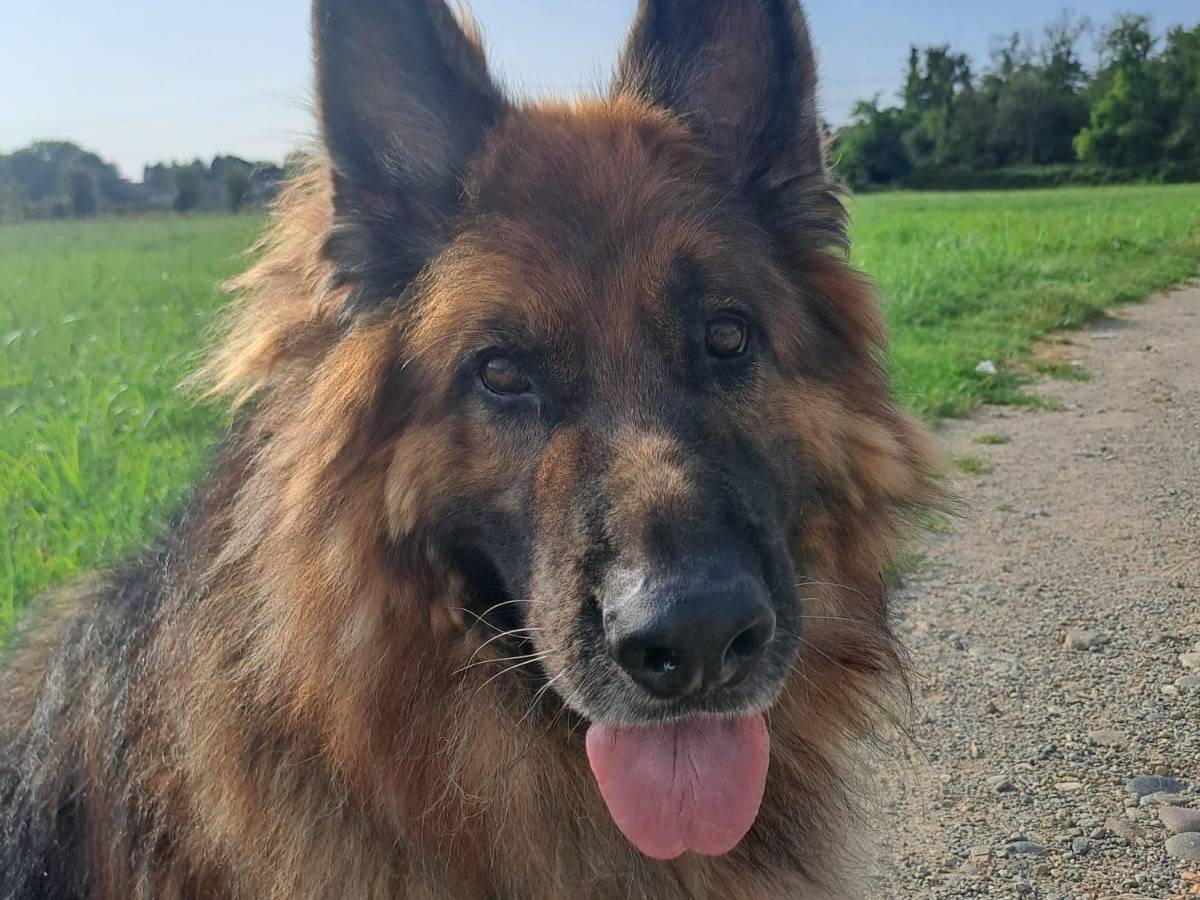 Vuoi adottare un cane a Lecco?