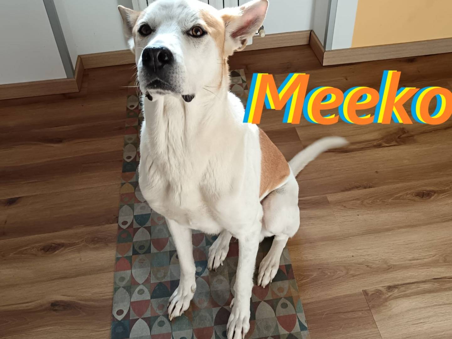 Adozione cane, femmina, Razza sconosciuta Razza sconosciuta, 6 anni e 7 mesi, taglia grande, Milano
