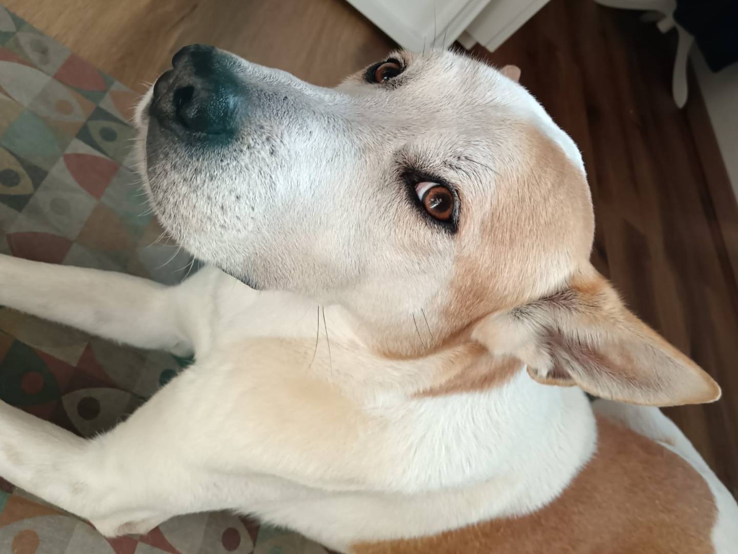 Adotta un cane, femmina, 6 anni e 7 mesi, Milano
