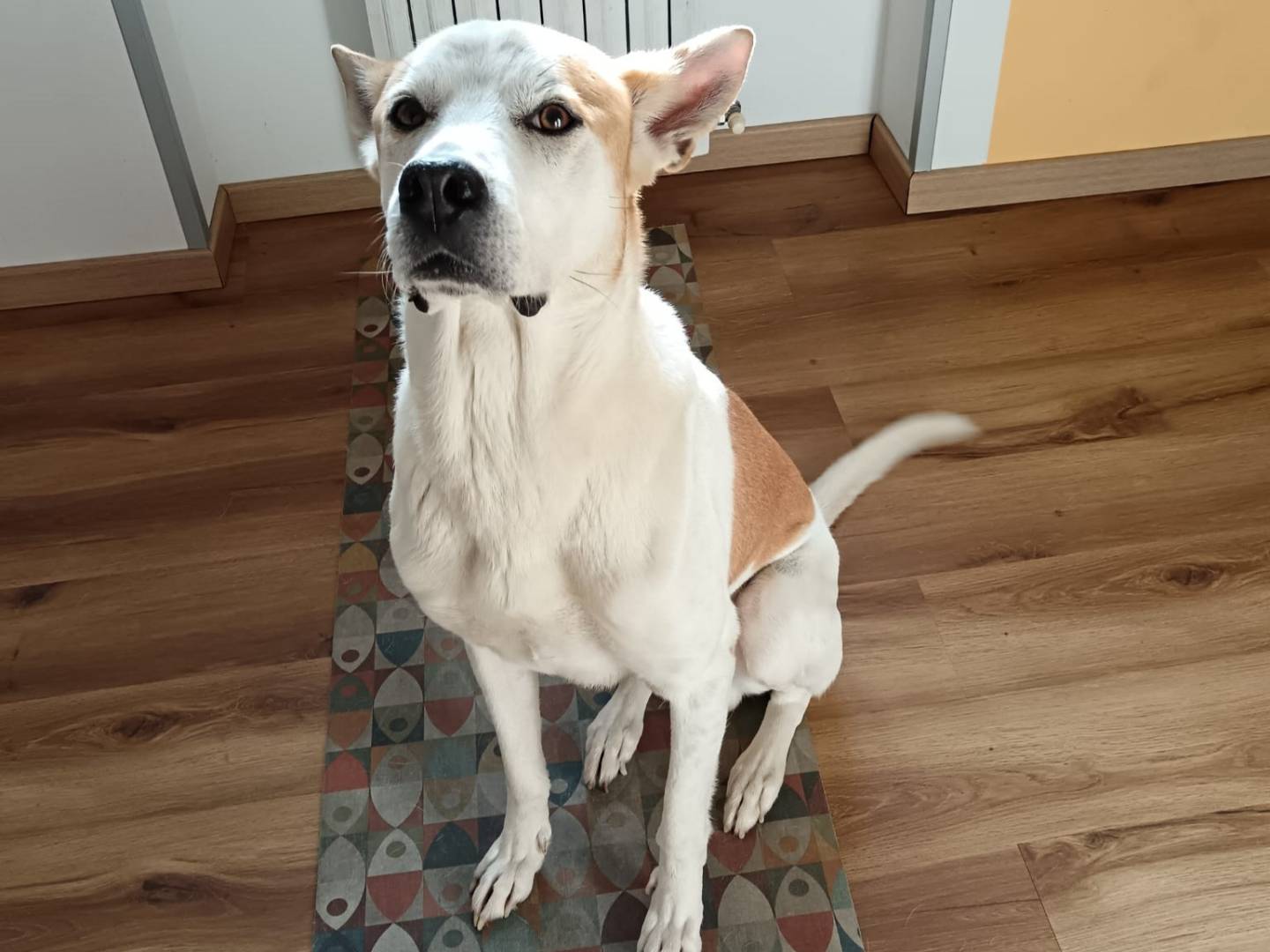 Adotta un cane, taglia grande, femmina, Milano