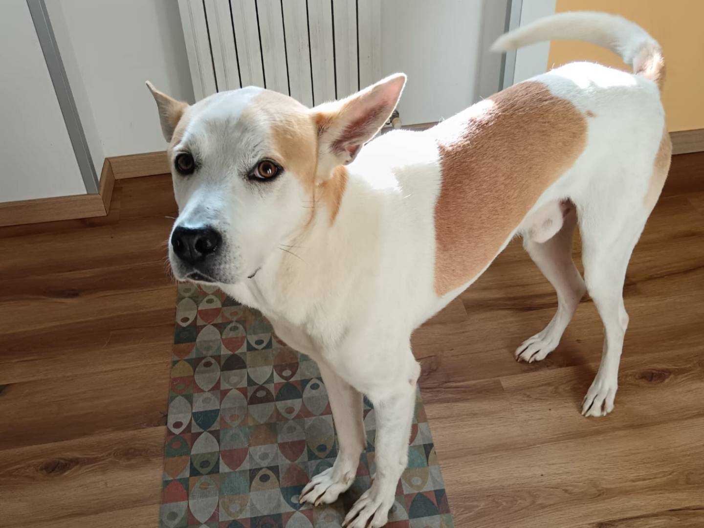 Adotta il cane Meeko a Milano