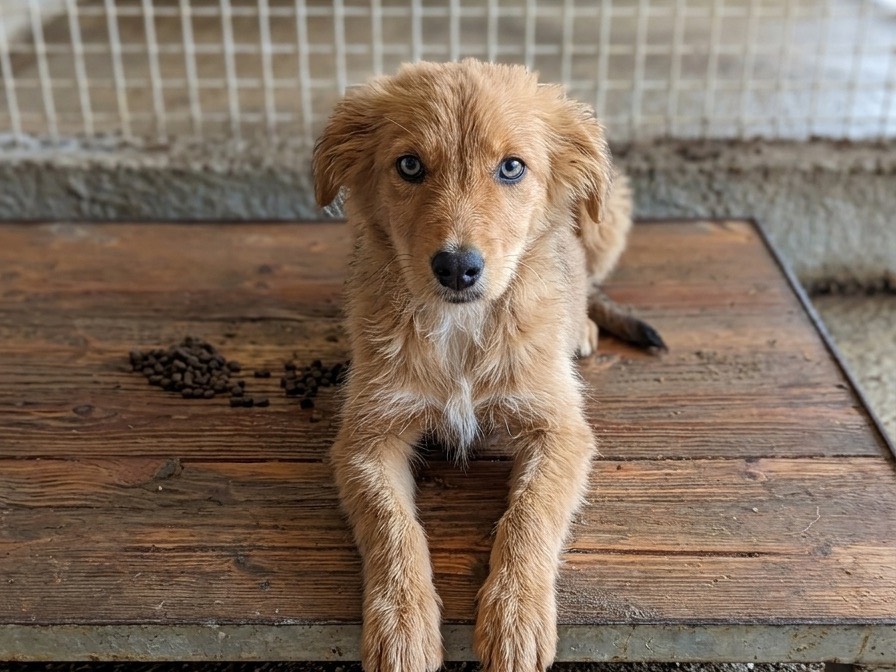 Adozione cane, maschio, Razza sconosciuta Razza sconosciuta, 5 mesi, taglia media contenuta, Savona