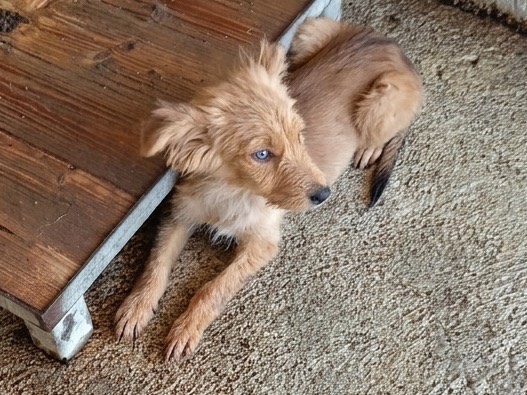 Adotta un cane, maschio, 5 mesi, Savona