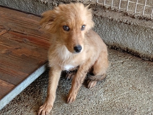 Adotta un cane, taglia media contenuta, maschio, Savona