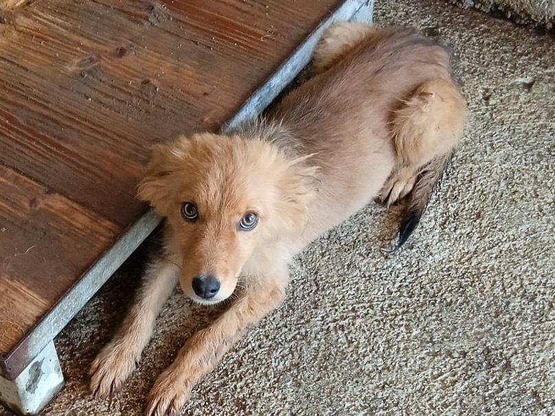 Vuoi adottare un cane a Savona?