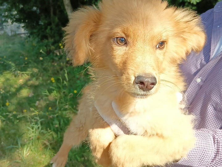 Adotta il cane Vasco a Savona