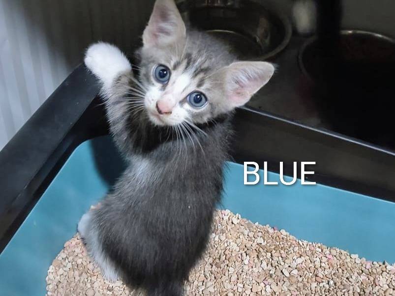 Adotta un gatto, maschio, 1 mese, Catanzaro