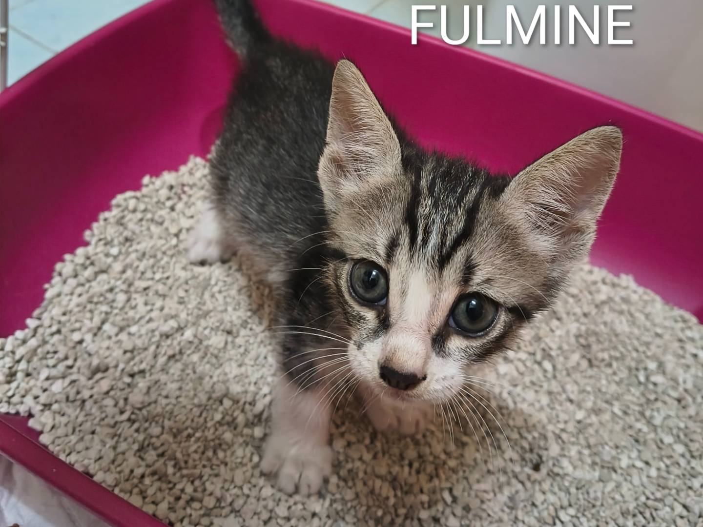 Adotta un gatto, taglia non valida, maschio, Catanzaro
