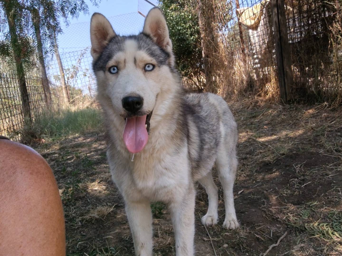 Adotta un cane, femmina, 3 anni e 1 mese, Roma