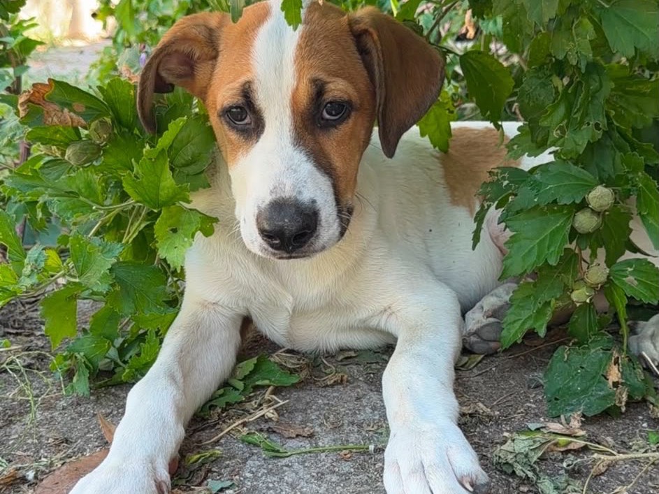 Adozione cane, maschio, Labrador Retriever Razza sconosciuta, 4 mesi, taglia media, Frosinone