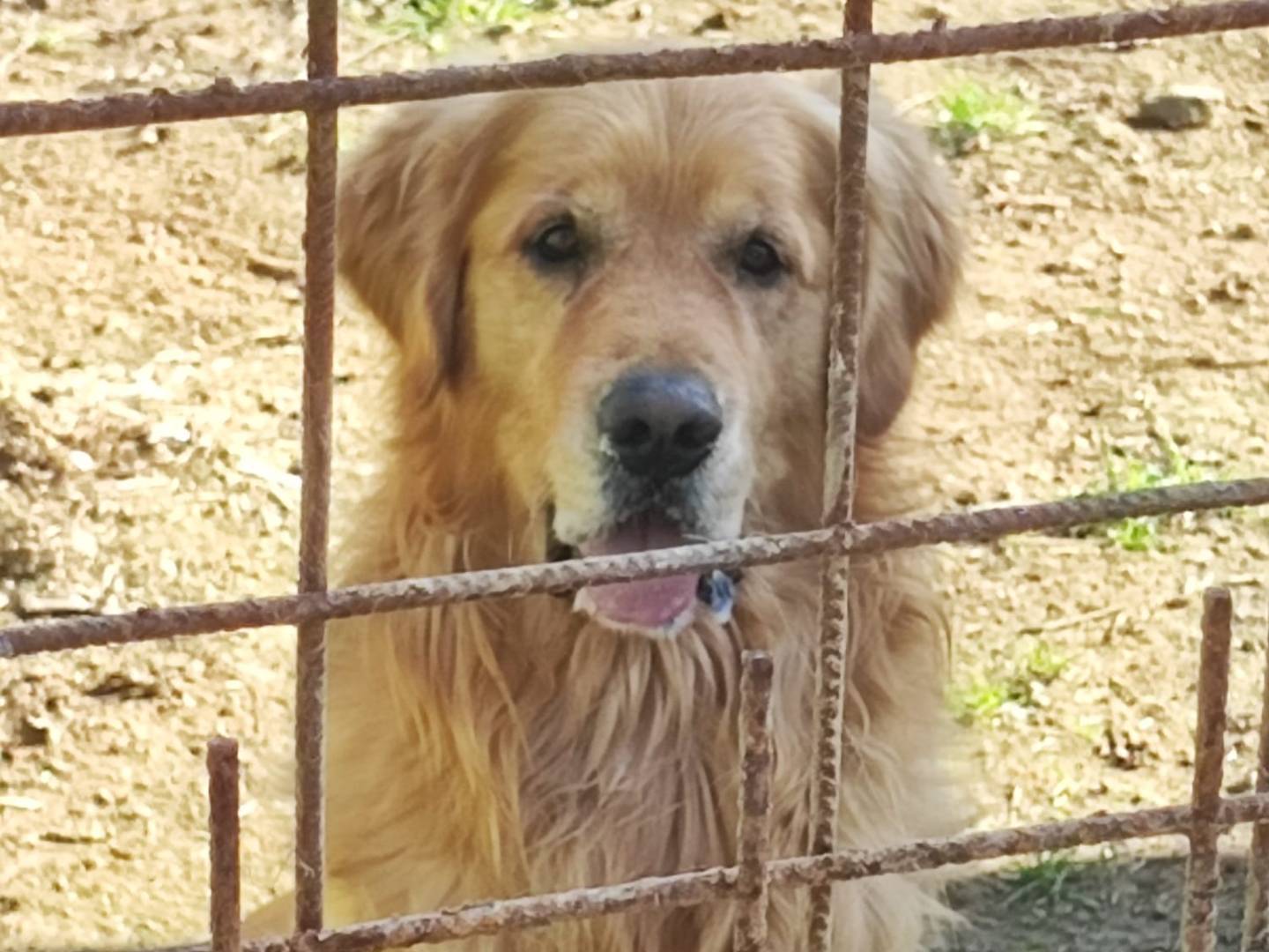Adozione cane, maschio, Golden Retriever Razza sconosciuta, 4 anni e 1 mese, taglia grande, Roma