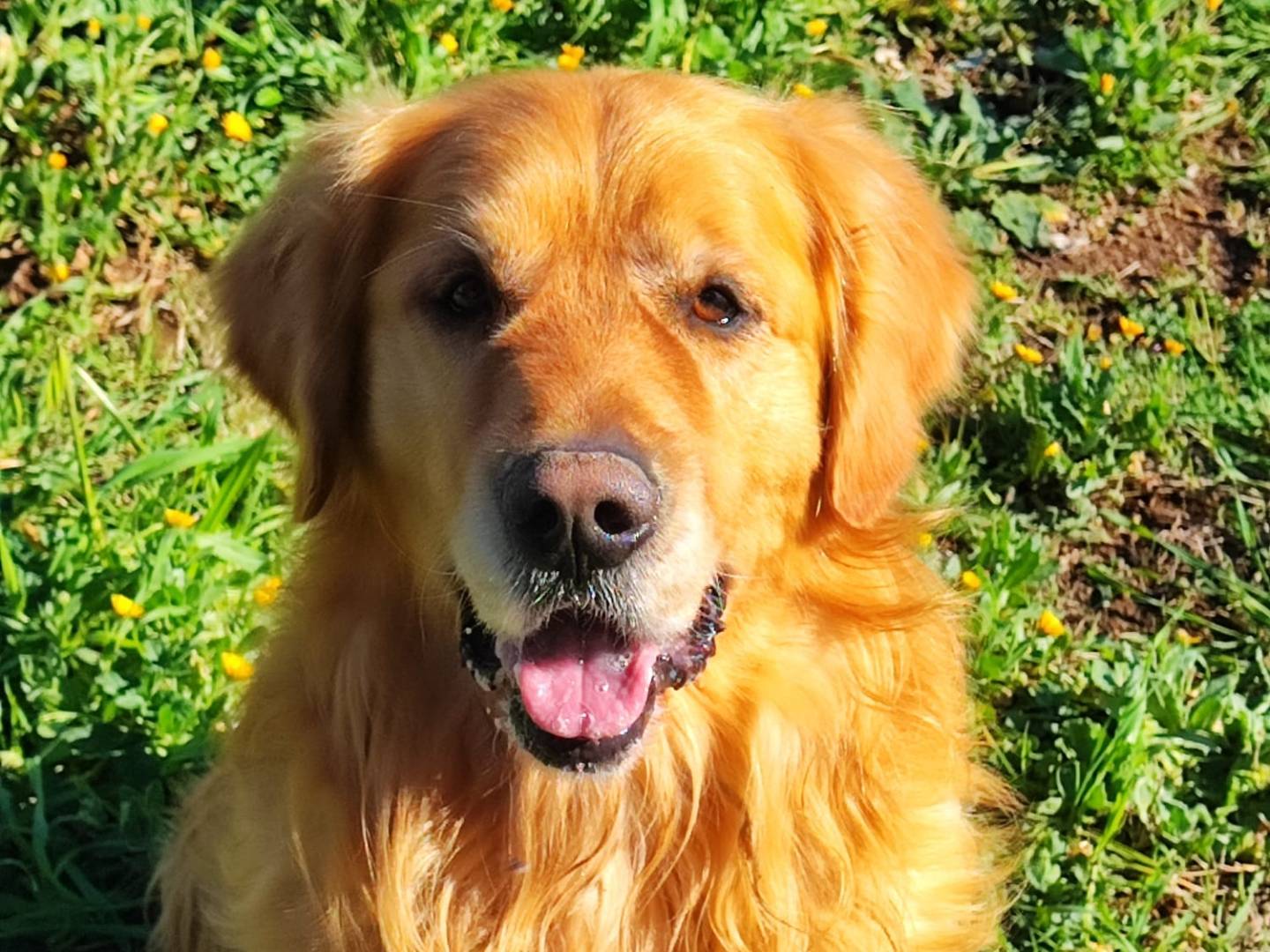 Adotta un cane, maschio, 4 anni e 1 mese, Roma