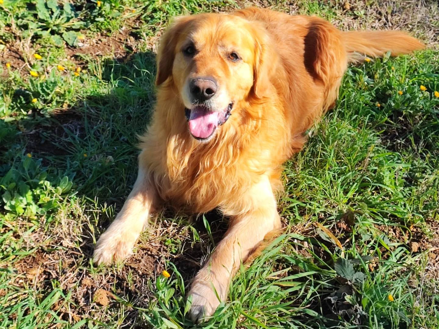 Adotta un cane, taglia grande, maschio, Roma