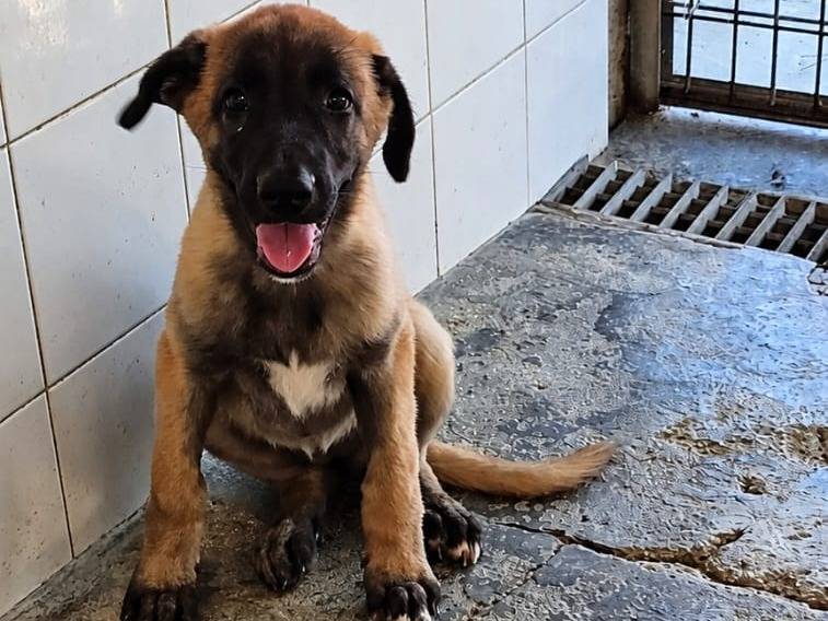 Adozione cane, femmina, Pastore Belga Malinois Razza sconosciuta, 3 mesi, taglia piccola, Bari