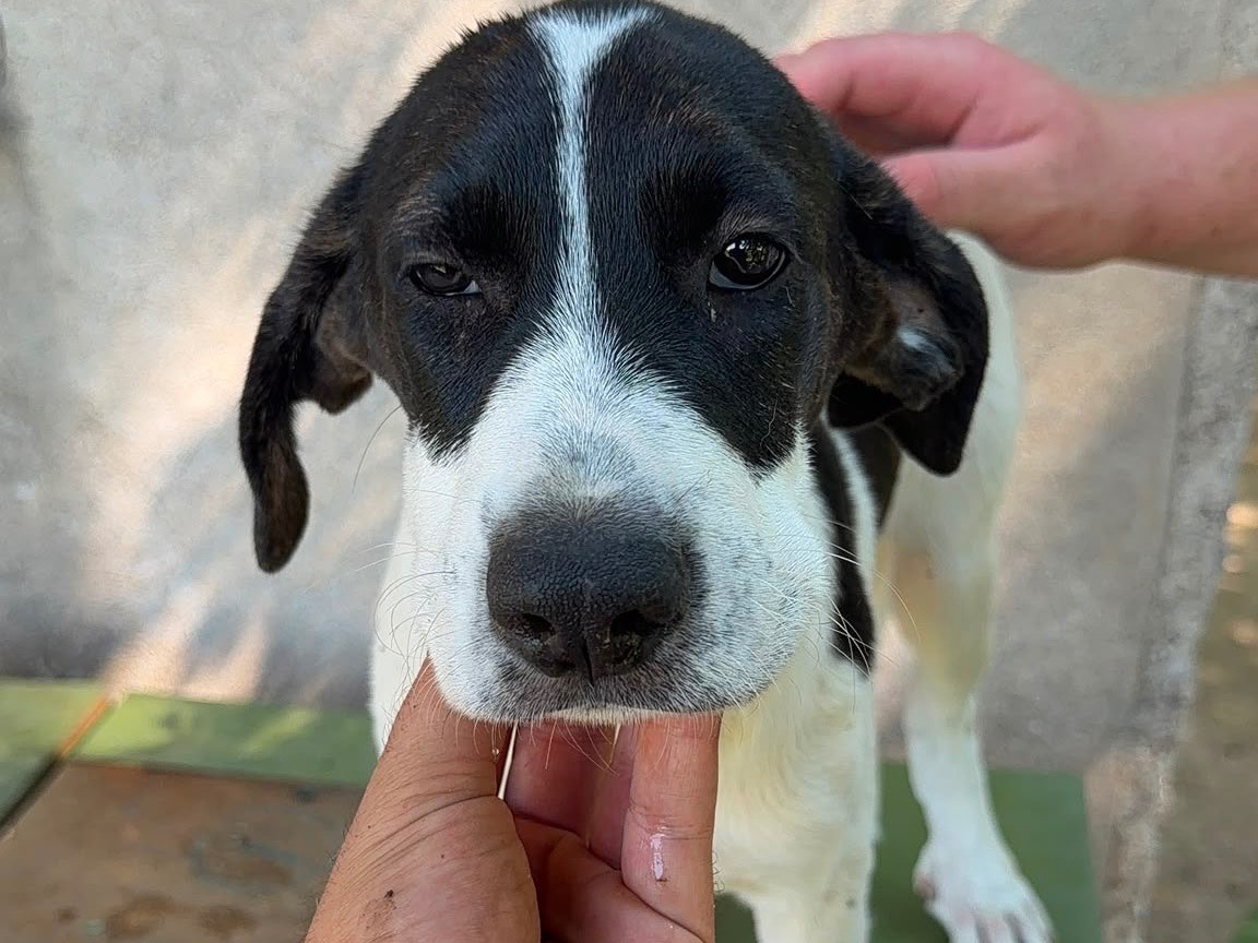 Adozione cane, femmina, Labrador Retriever Razza sconosciuta, 3 mesi, taglia media, Frosinone