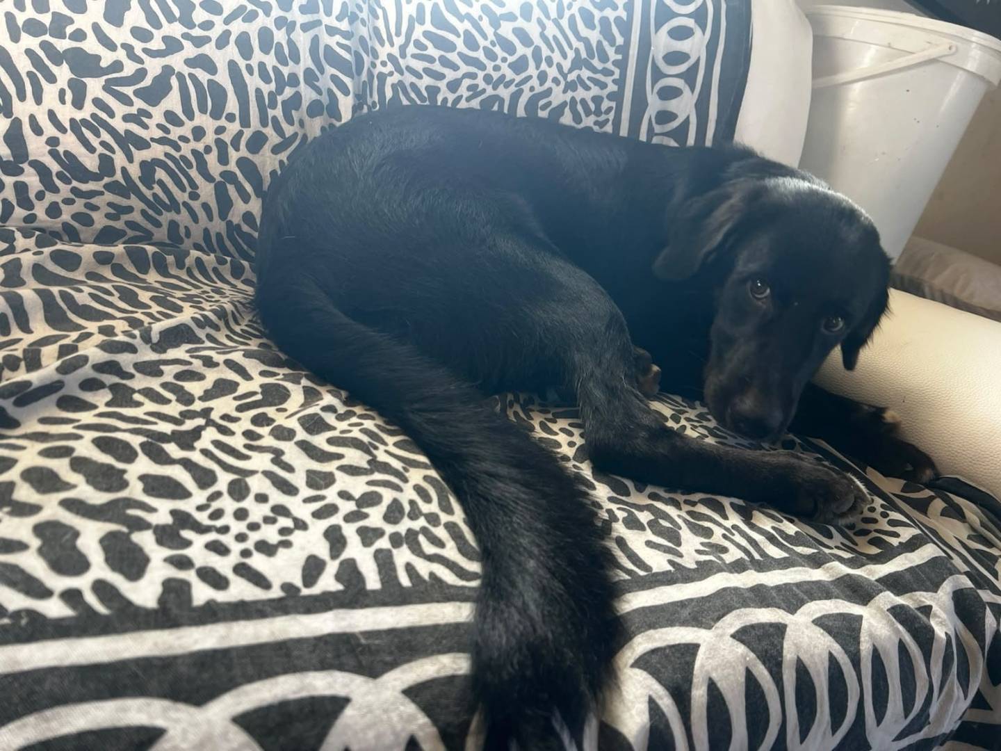 Adozione cane, maschio, Razza sconosciuta Razza sconosciuta, 6 mesi, taglia media, Roma