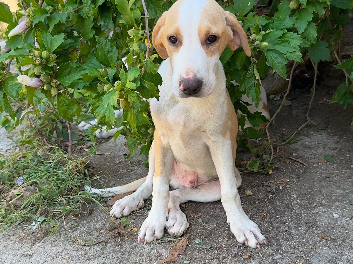 Adozione cane, maschio, Labrador Retriever Razza sconosciuta, 4 mesi, taglia media, Frosinone