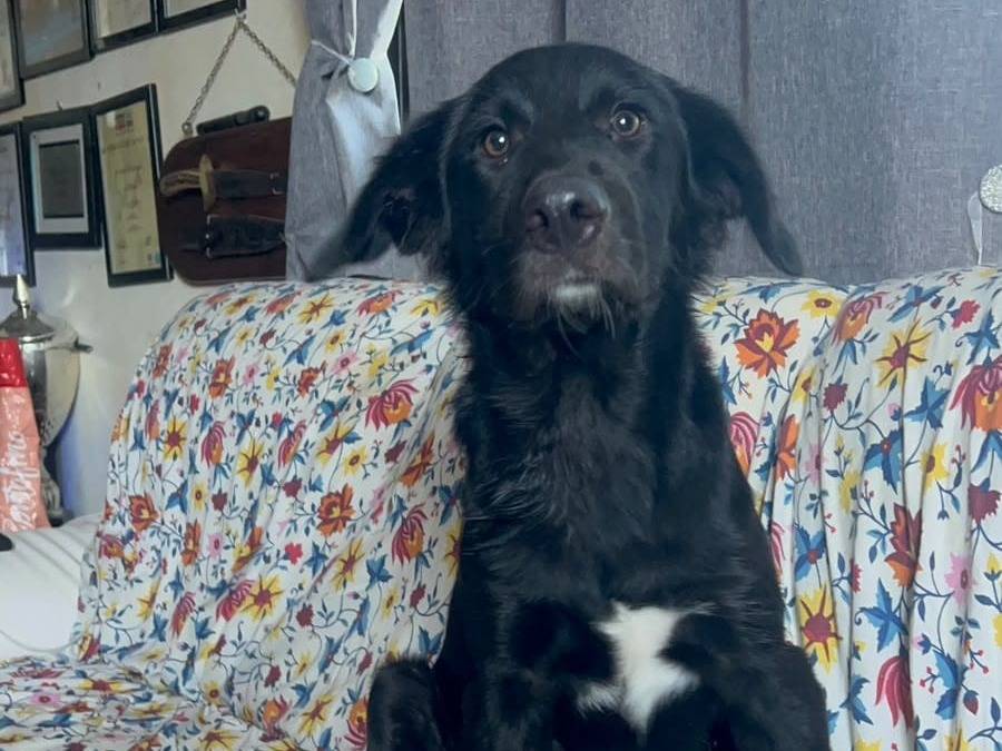 Adotta un cane, maschio, 6 mesi, Roma