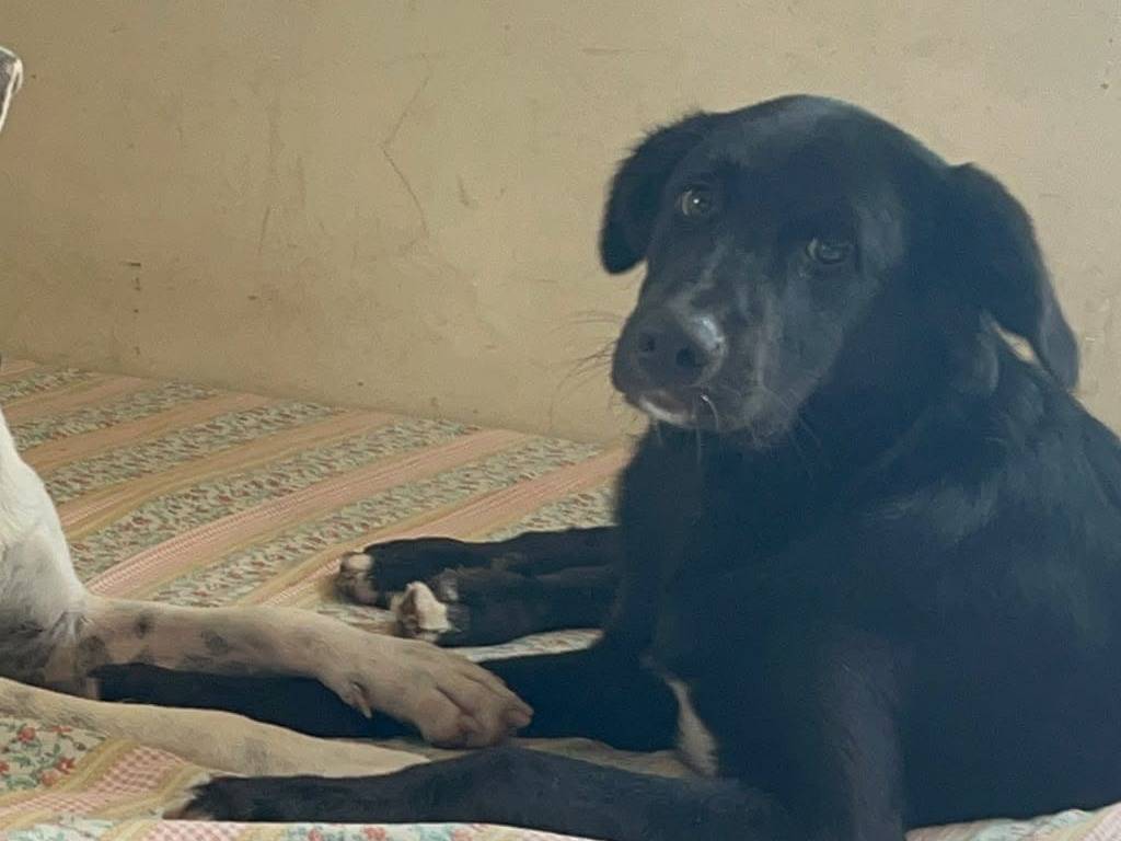 Adotta un cane, taglia media, maschio, Roma