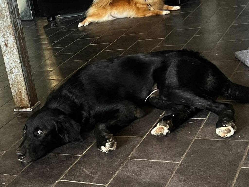 Vuoi adottare un cane a Roma?