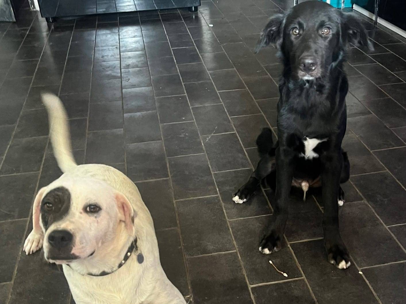 Adotta il cane Milo a Roma