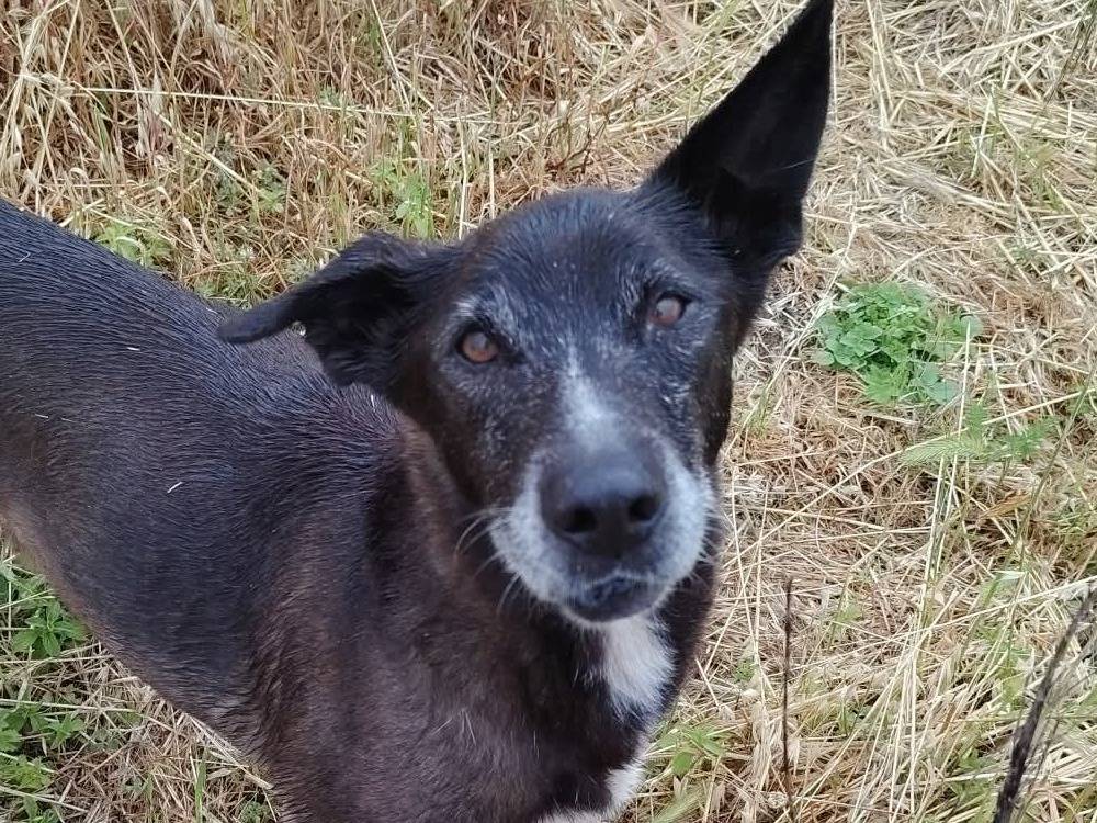 Adozione cane, maschio, Razza sconosciuta Razza sconosciuta, 10 anni e 1 mese, taglia media contenuta, Roma