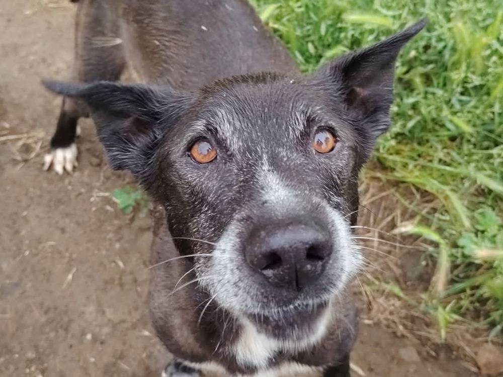 Adotta un cane, maschio, 10 anni e 1 mese, Roma
