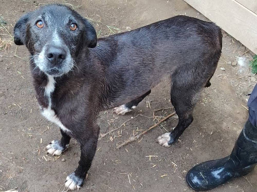 Adotta un cane, taglia media contenuta, maschio, Roma