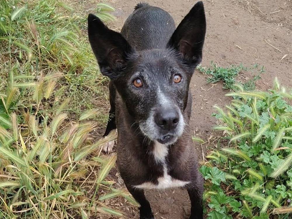 Vuoi adottare un cane a Roma?