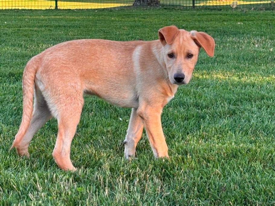 Adozione cane, maschio, Razza sconosciuta Razza sconosciuta, 6 mesi, taglia media, Milano