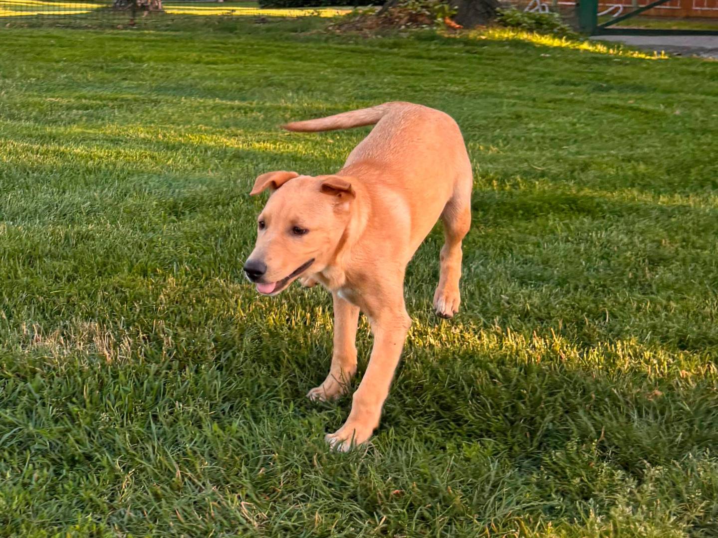 Adotta un cane, maschio, 6 mesi, Milano
