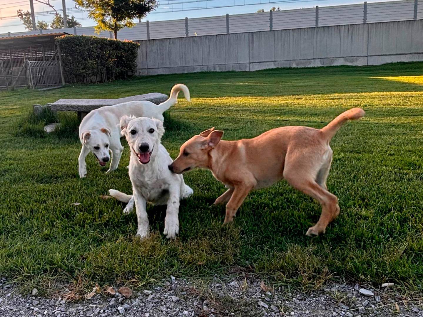 Adotta un cane, taglia media, maschio, Milano