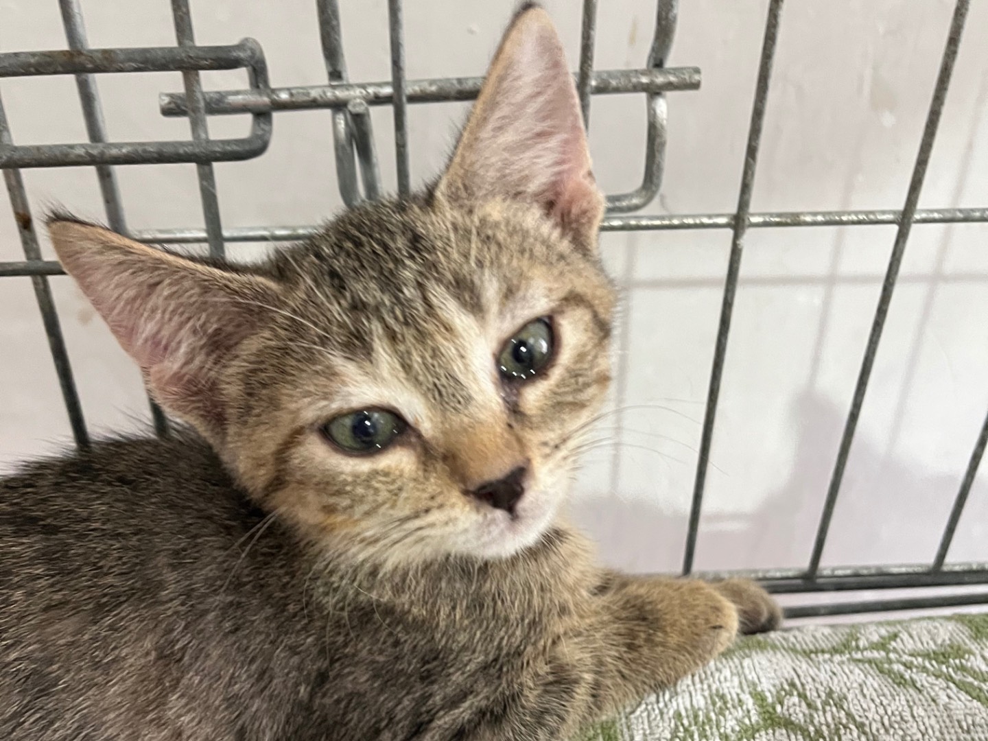 Adotta un gatto, femmina, 2 mesi, Padova