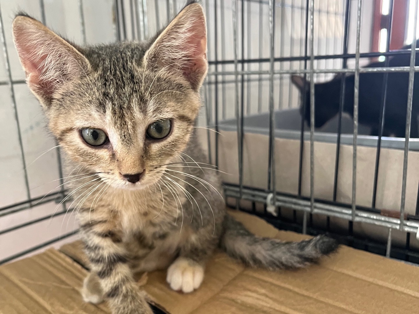 Adozione gatto, femmina, Razza sconosciuta Razza sconosciuta, 2 mesi, taglia non valida, Padova