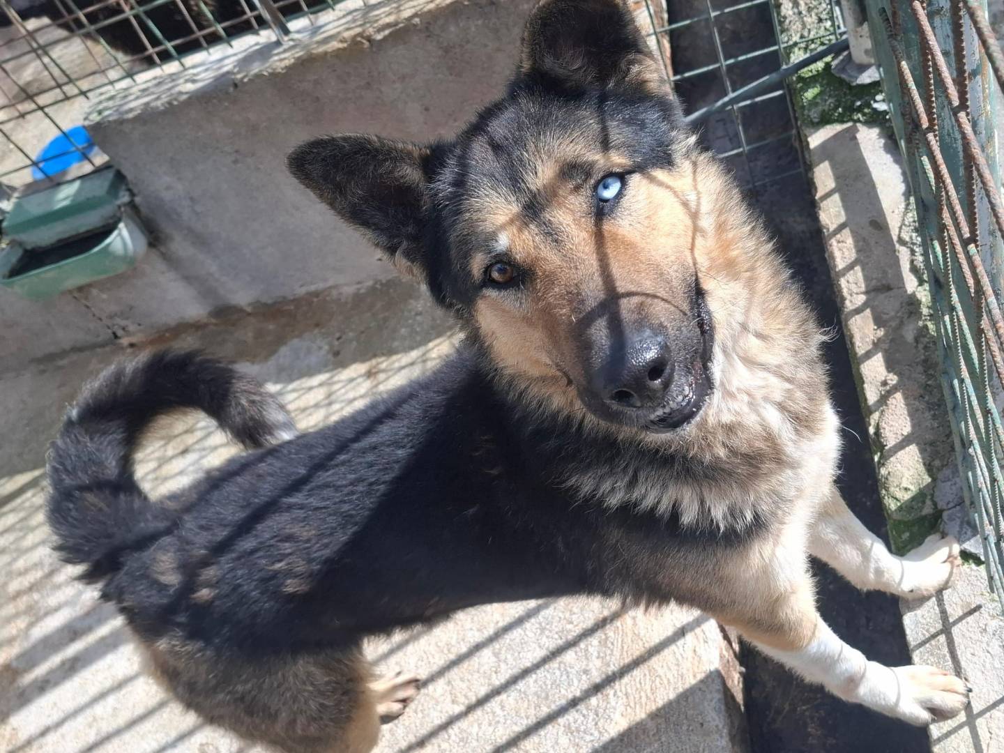 Adotta un cane, taglia grande, maschio, Biella