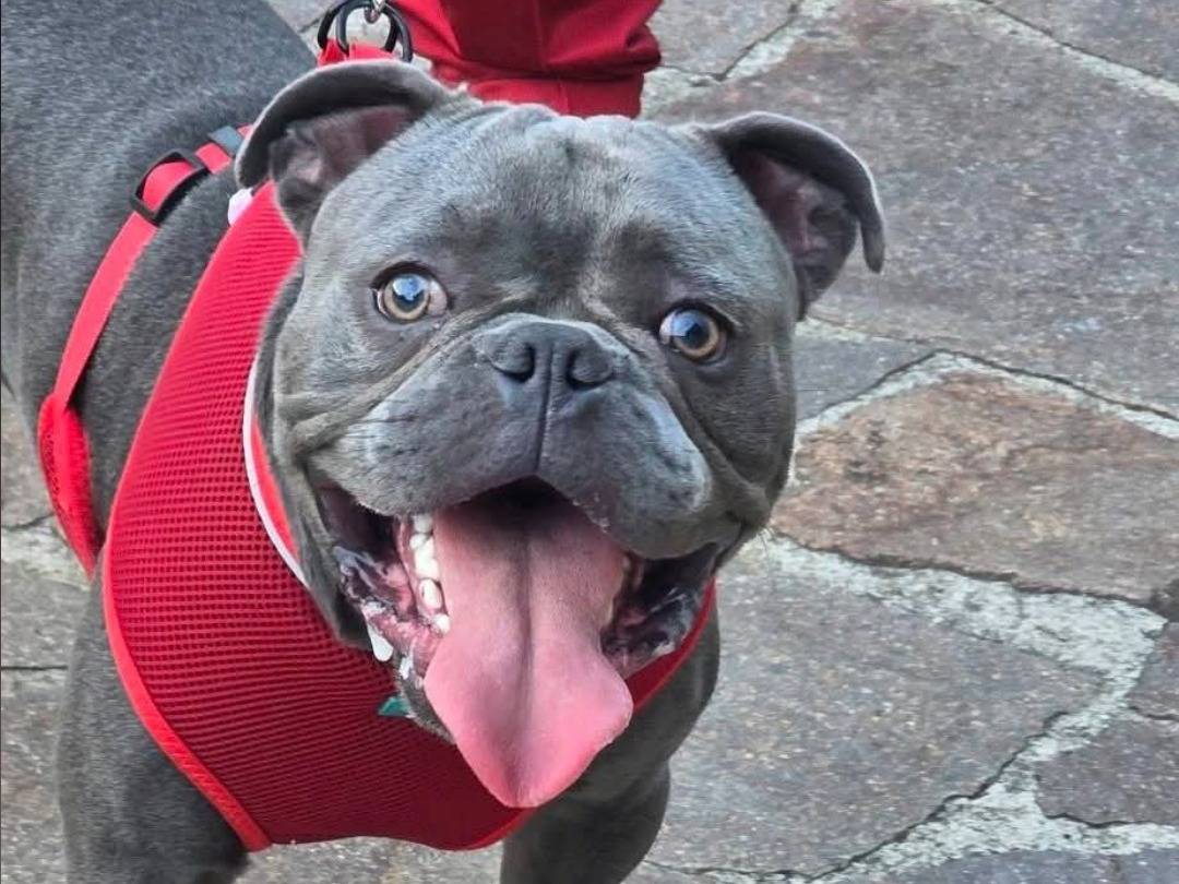 Adotta un cane, taglia media contenuta, maschio, Avellino